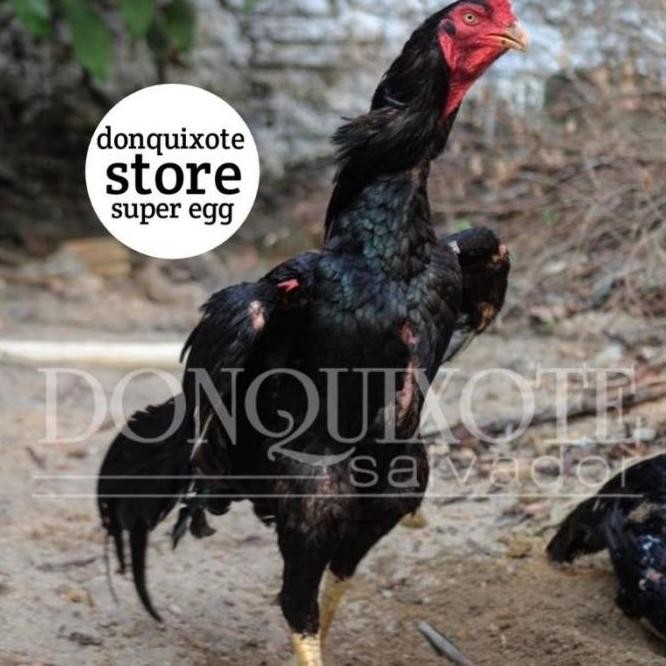 

TELUR AYAM SHAMO MURNI VERTIL ORIGINAL RESMI