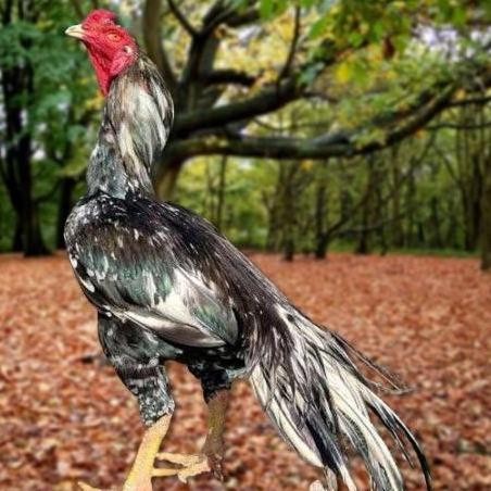 

TELUR AYAM PAKHOY TRAH PITT BULL VERTIL SIAP DI TETASKAN JAMINAN SUPER OIGINAL BERGARANSI