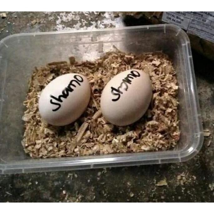 

TELUR TETAS AYAM SHAMO ADUAN VERTIL SUPER GARANSI