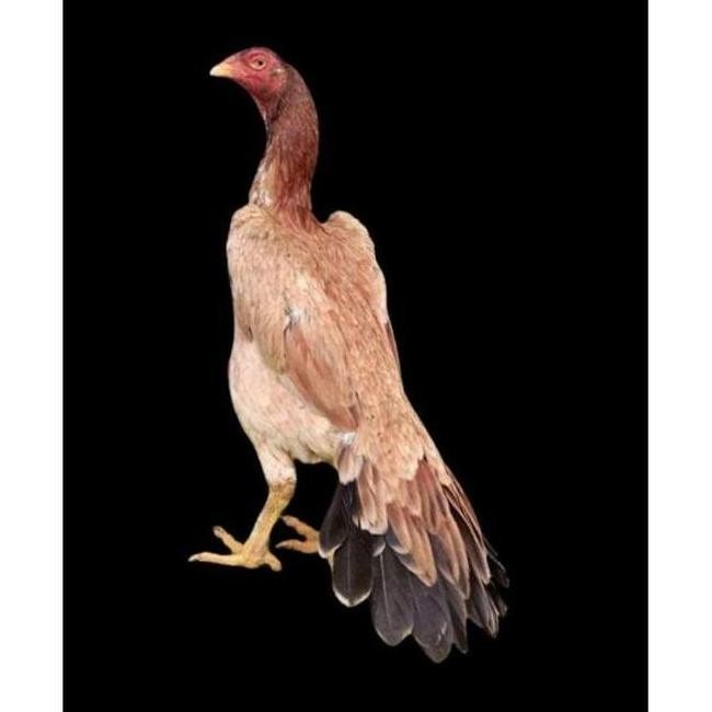 

TELUR VERTIL AYAM EKOR LIDI