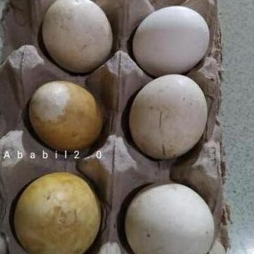 

TELUR TETAS BELIBIS VERTIL