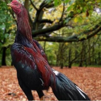 

TELUR AYAM PAKHOY ORI THAILAND VERTIL SIAP DI TETASKAN JAMINAN SUPER OIGINAL BERGARANSII