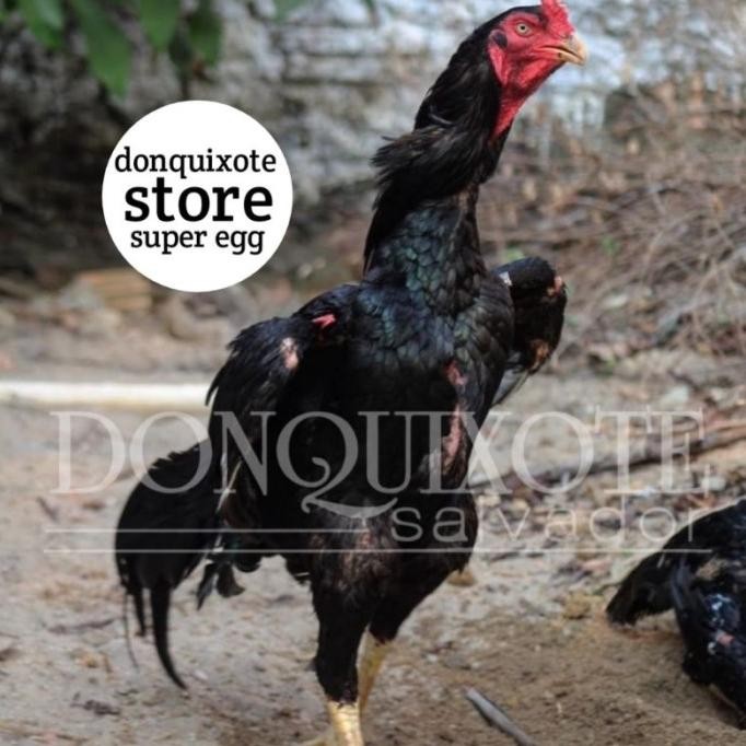 

TELUR AYAM SHAMO MURNI VERTIL ORIGINAL RESMI