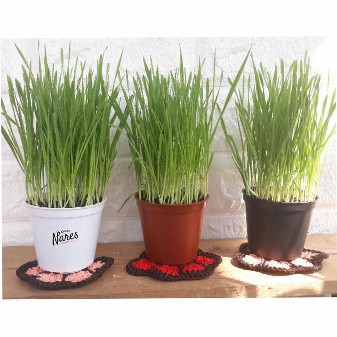 Rumput Gandum Siap Panen/ Rumput Kucing/ Wheatgrass