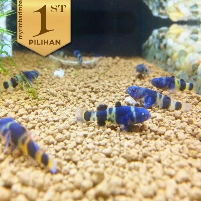 Paket Koloni (Isi 10) Anakan Mini Goby Bumblebee Ikan Hias Aquascape Hiasan Aquarium Micro