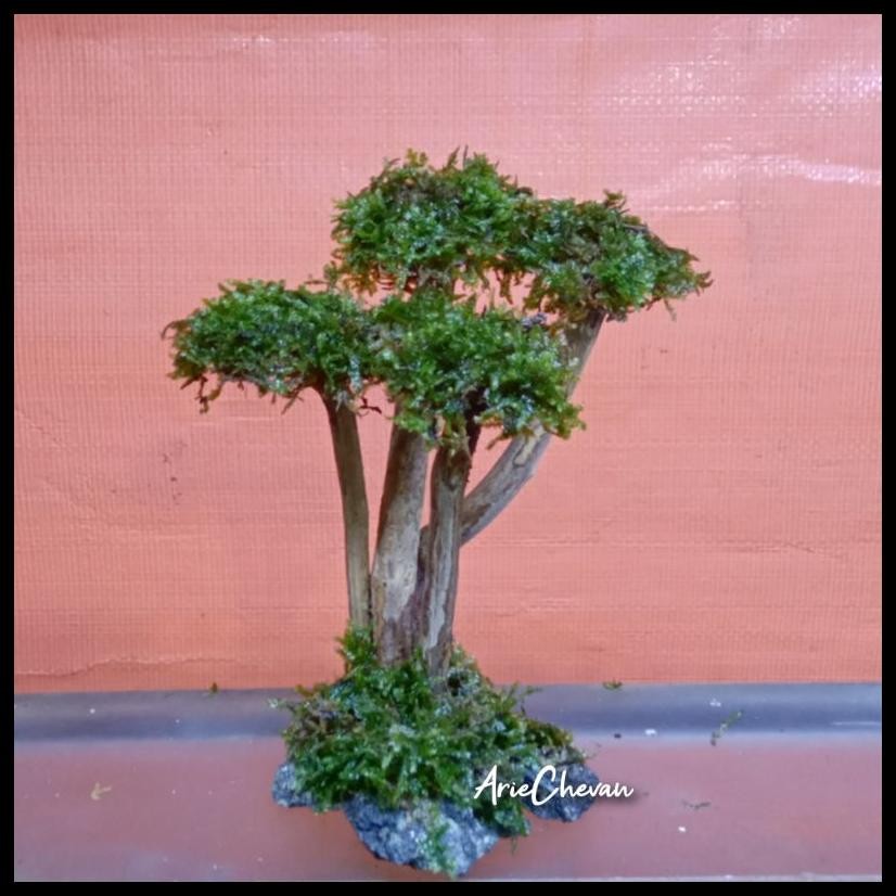 HIASAN AQUARIUM POHON BONSAI MINI AQUASCAPE MODEL AKAR BONUS MOSS