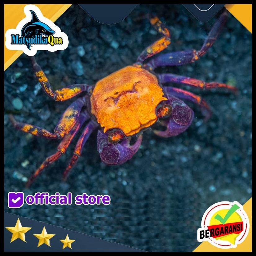 

KEPITING HIAS VAMPIRE HELLOWEEN CRAB PALUDARIUM TERARIUM VIVARIUM