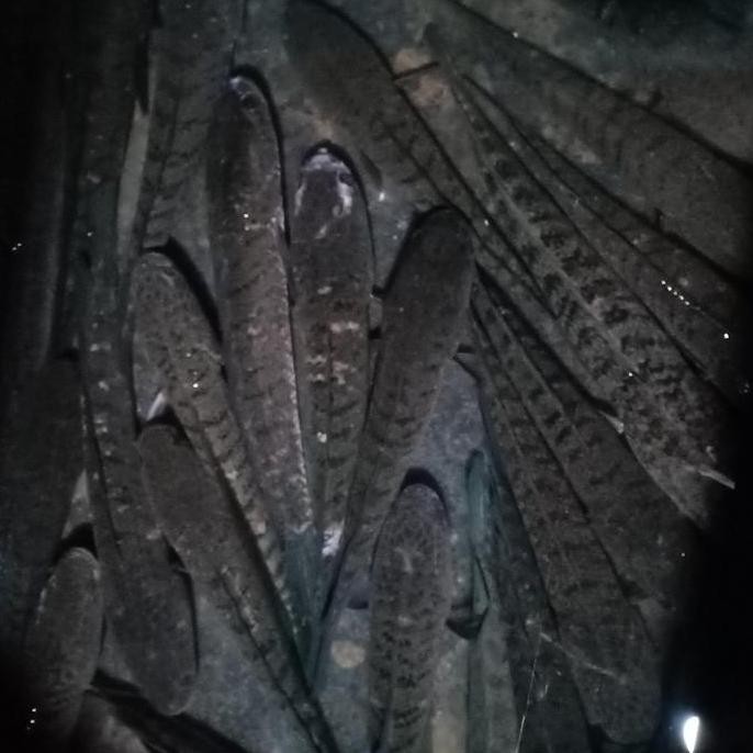 Terlaris Ikan Gabus Hidup Ukuran Besar