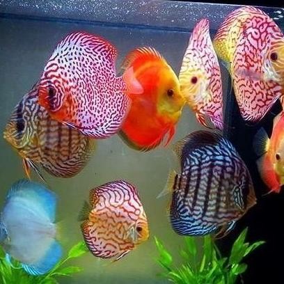 Terlaris Ikan Discus 2Inc/Jenis Jenis Discus/Ikan Hias Aquascape/Air Tawar
