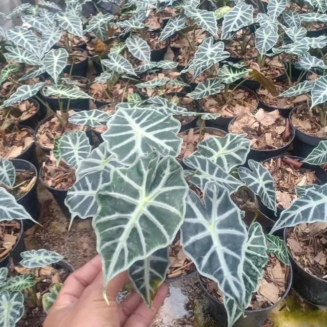 baru Tanaman Hias Alocasia Parasol - Alocasia Parasol mini - Alocasia