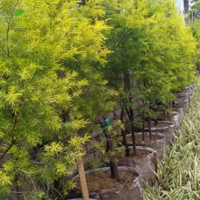 baru Tanaman Hias Cemara Melaleuca / Cemara Golden Melaika / Cemara Golden