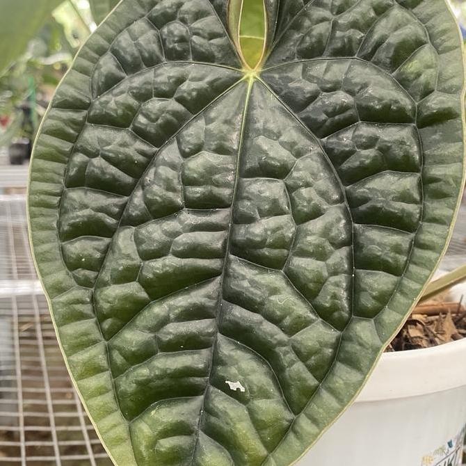 baru anthurium luxurians