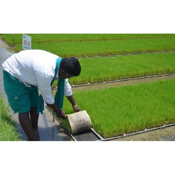 baru Paddy / Rice Seedling Tray, Tray Semai Bibit Padi / Microgreen - A