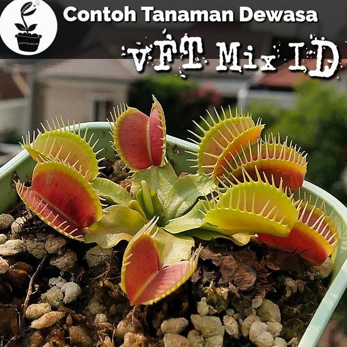 TANAMAN KARNIVORA VENUS FLYTRAP VFT MURAH