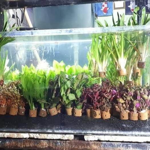 

10 Pot Tanaman Aquascape Di Kirim Random