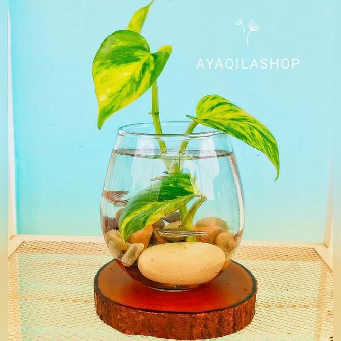 

VAS BUNGA UNIK / VAS TANAMAN HIAS AIR / POT TANAMAN HIAS