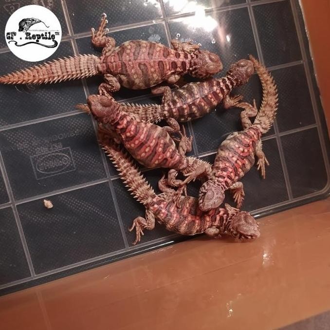 Uromastyx Ornata Ornate Mulus Co