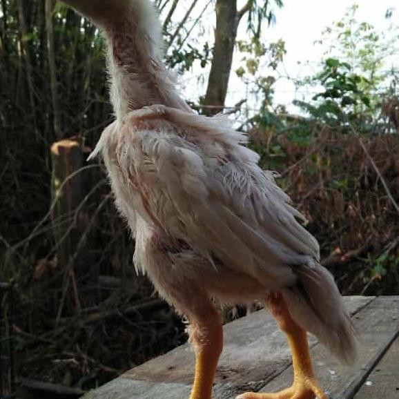 

Ayam Shamo Eropa Murni Tulangan Super Body Tegap Co