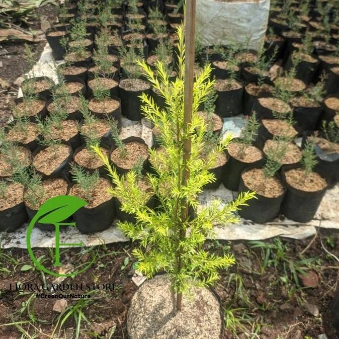 fresh Tanaman Hias Cemara Melaleuca / Cemara Golden Melaika / Cemara Golden murah