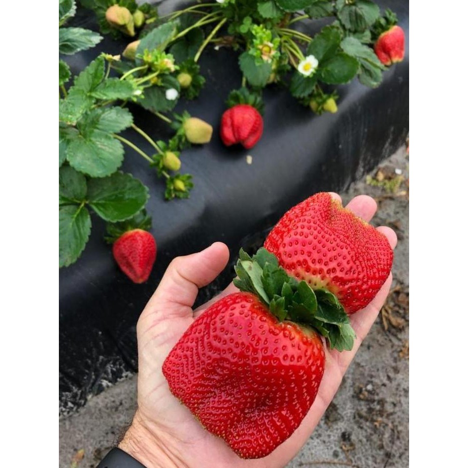 

fresh 10 pohon tanaman strawberry korea buah besar manis tanaman hias hidup murah