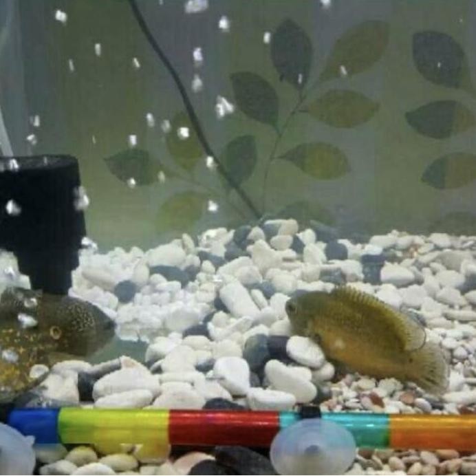 fresh Batu Koral Putih kupang / Batu taman/ Batu Tabur Putih untuk Taman murah