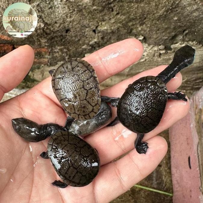 

Hiasan Siebenrocki Leher Panjang Siebenrocki Co