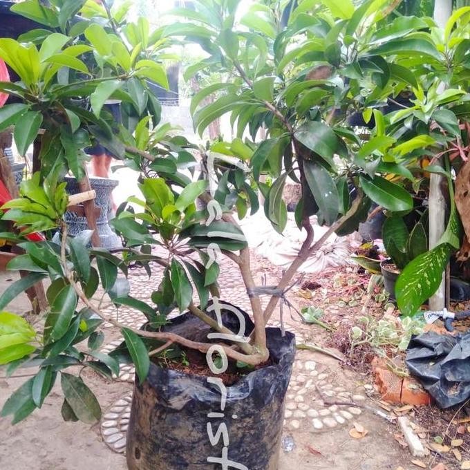 

fresh pohon sawo madu cangkok murah