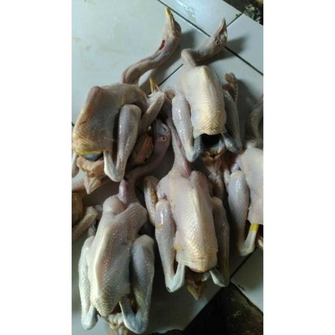 

(Expert) AYAM KAMPUNG SMALL 600-650 gr