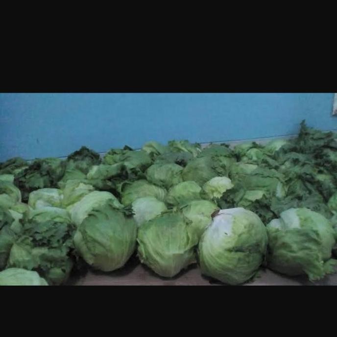 

Sayur Lettuce Head Letus Selada Bokor segar fresh