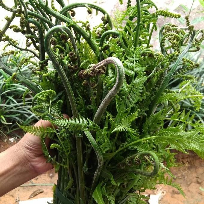 

Ready pakis sayur segar/500 gram pakis sayur olahan masakan terlaris