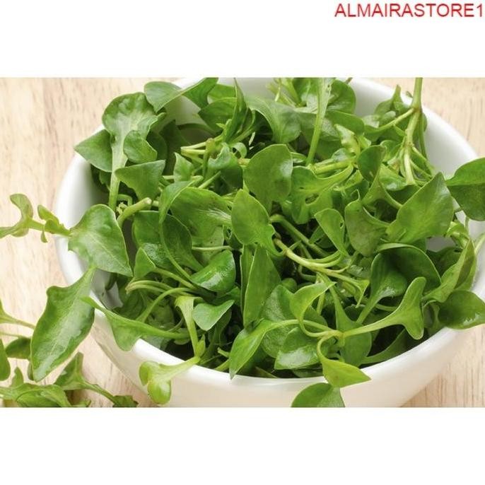 

Sayuran Segar Sayur FRESH Selada Air Per Ikat - Wfbogor