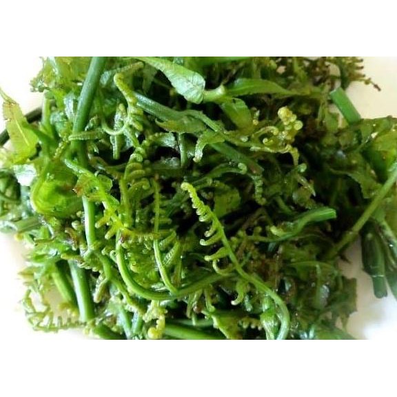 

(PROMO) Ready Murah Pakis paku sayur Segar fresh (FRESH)