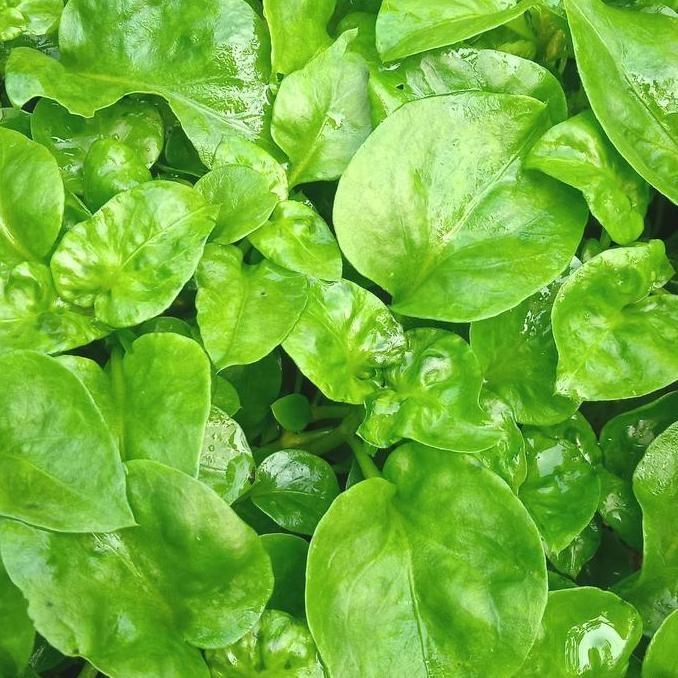 

Sayur Bayam Brazil Segar 100 Gram