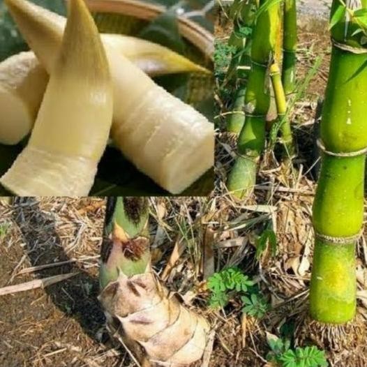

rebung bambu ampel/rebung sayur segar