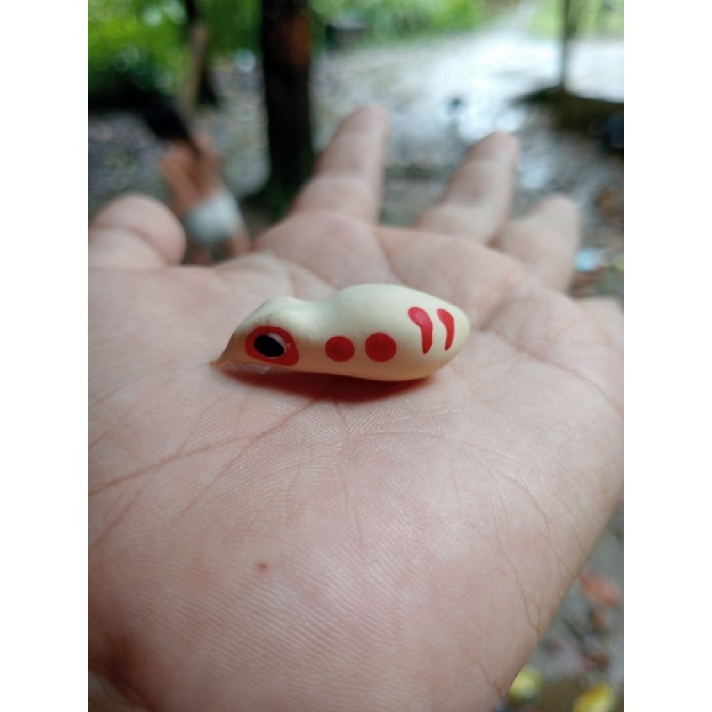 kulit/cangkang soft frog ukuran 3,5 cm