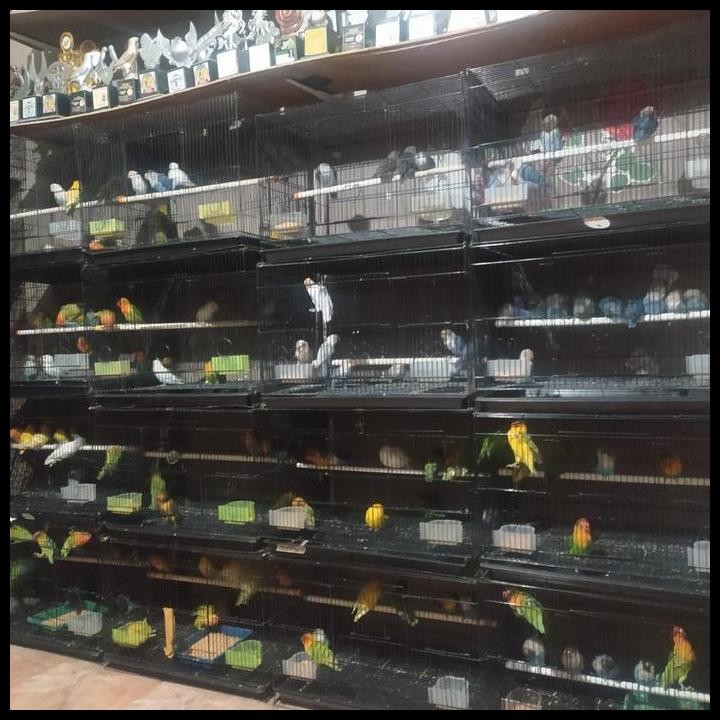 Terlaris Burung Lovebird Mangsi/Lovebird Paruh Putih /Lovebird Biru Good Quality