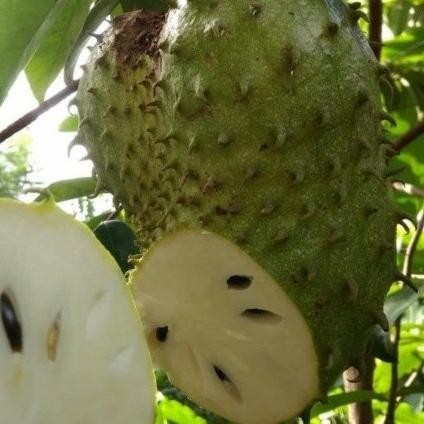 Bibit Tanaman Sirsak Madu Jumbo Super SUPER