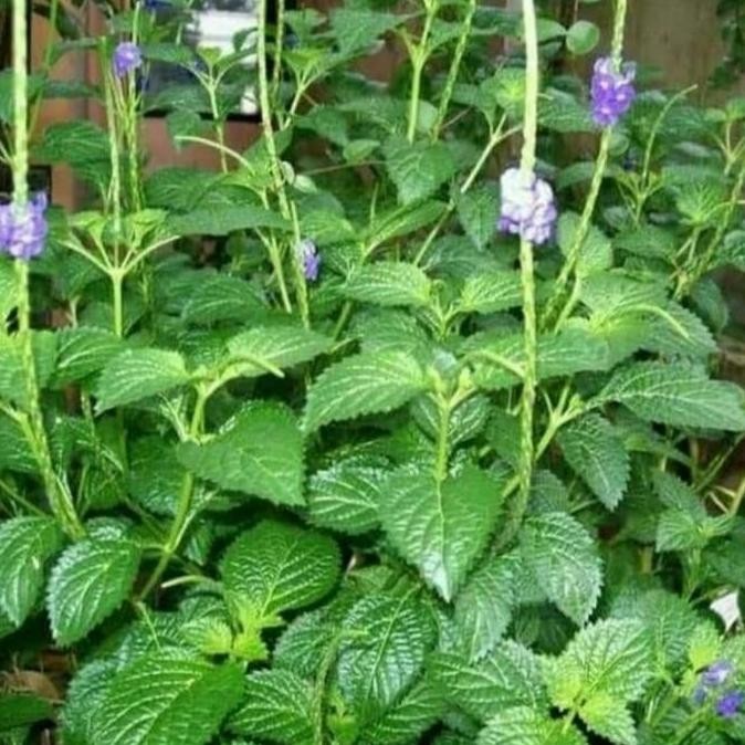 

Boom Sale !!! Daun Pecut Kuda Segar Jarong 250G