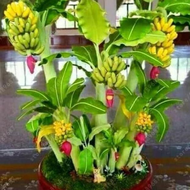 Unik Biji Bibit Tanaman Pisang Mini Bonsai . . ATV