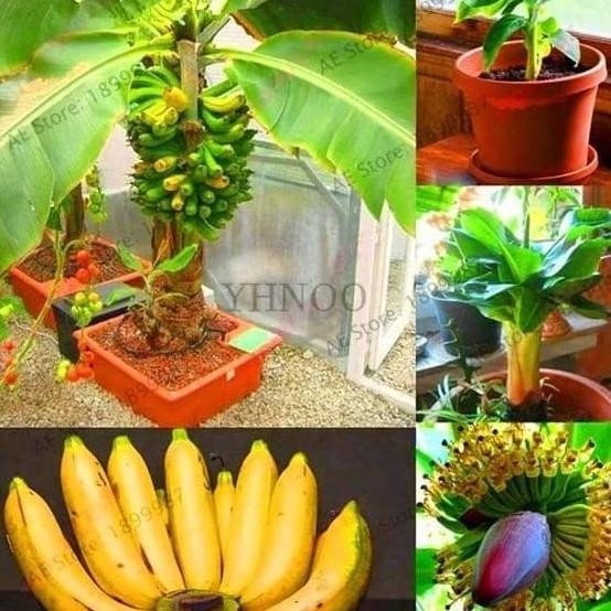 Tanaman Pisang Mini Bonsai / Pisang Bonsai / Biji Bibit ATV