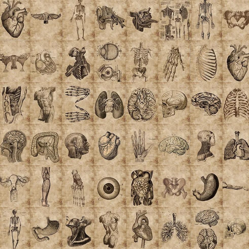 

10/26/56pcs Anatomy Physiology Human Skeleton Horror Stickers Body Structure Decals Waterproof for Guitar Luggage Laptop Pad