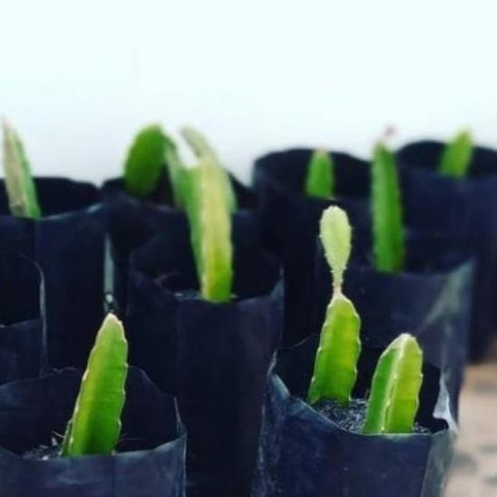 jual bibit tanaman buah naga super red manis besar merah kado berkebun ATZ