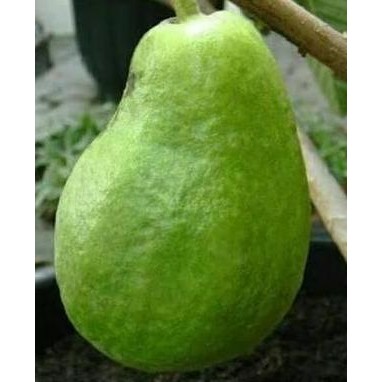 Bibit Tanaman Buah Jambu Pir Pear ATZ