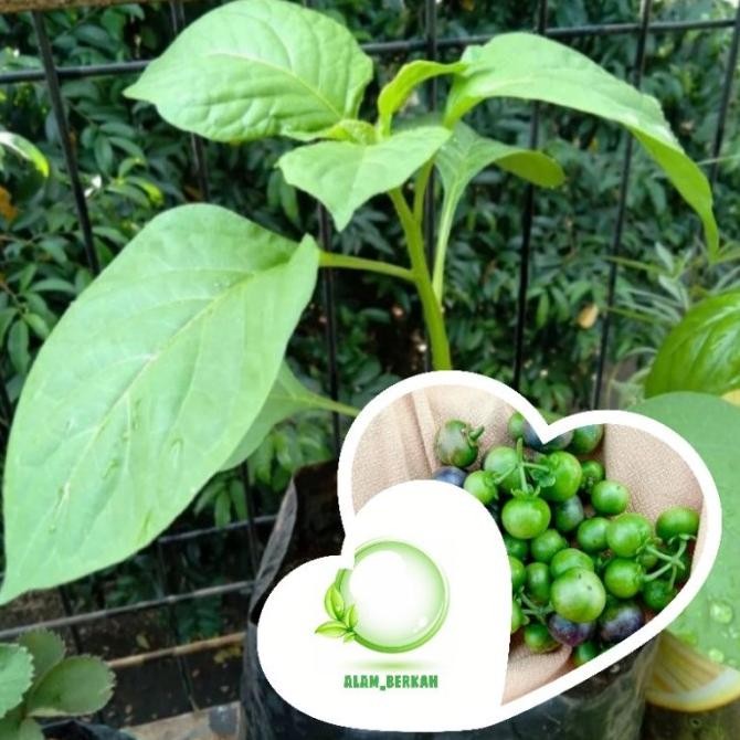 Obral Bibit pohon leunca/tanaman pohon leunca