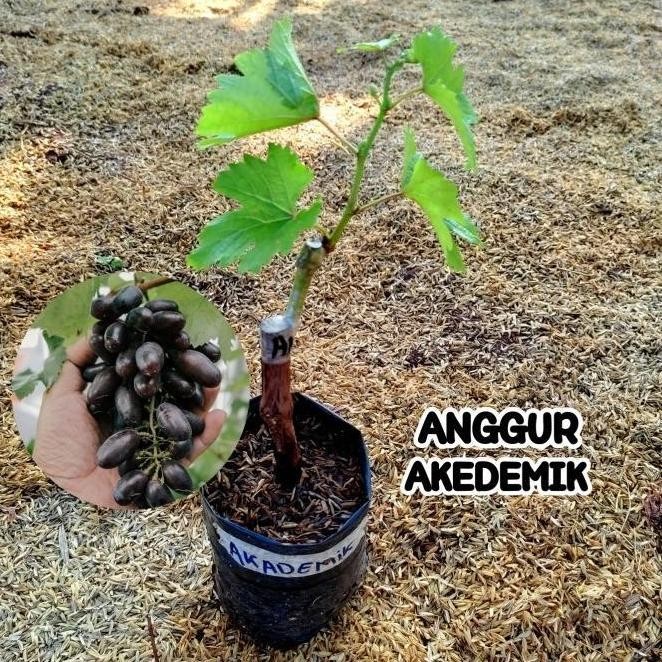 Bibit Anggur Akademik Grafting Tanaman Buah Anggur Import Akademik ATZ