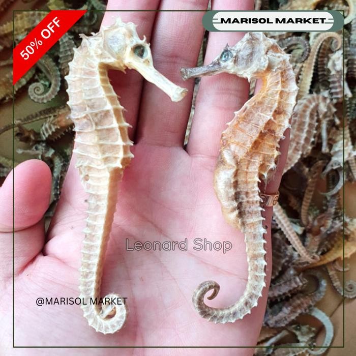 KUDA LAUT KERING SUPER / HERBAL OBAT KESUBURAN PRIA WANITA BESAR KUAT BERKUALITAS TINGGI