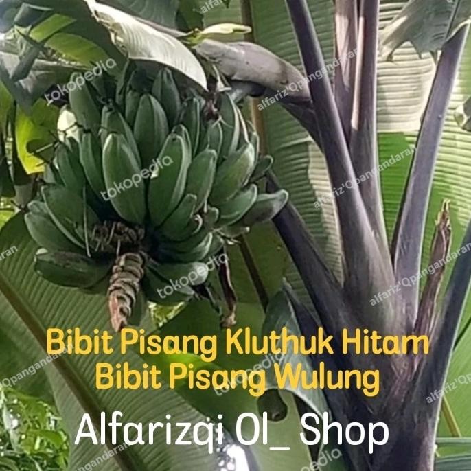 bibit pisang klutuk hitam pisang batu wulung MMZ