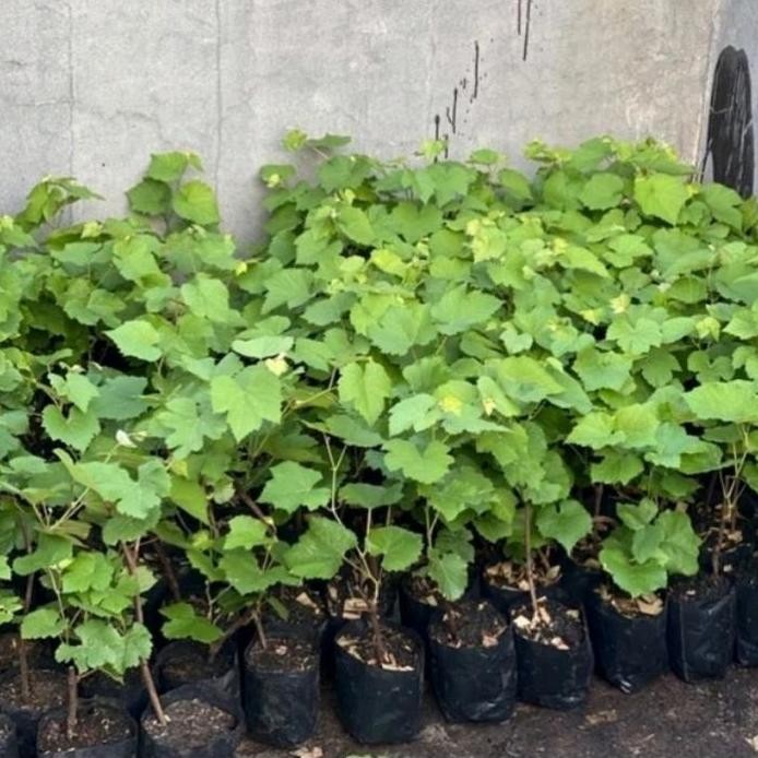 

fresh Bibit Anggur import shine muscat japan