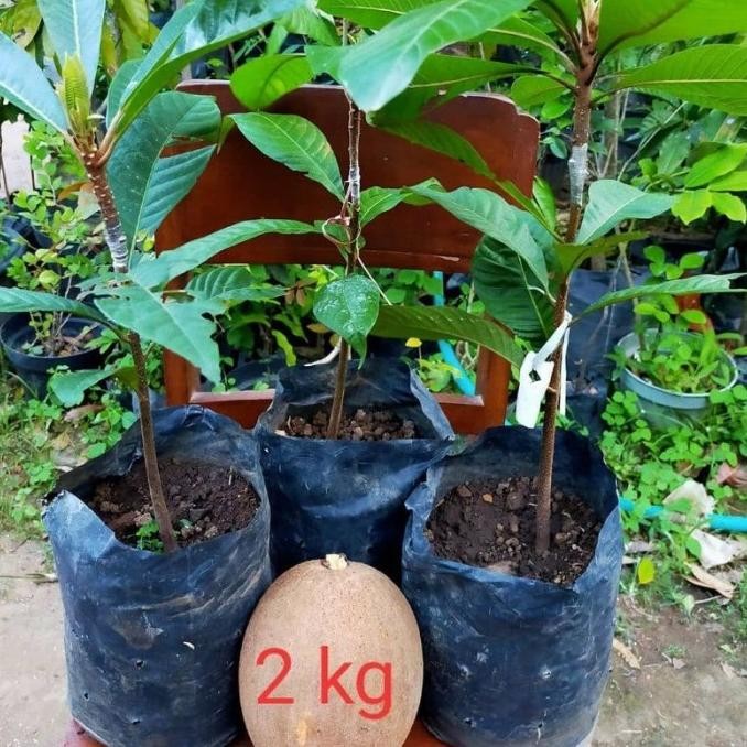 Bibit Tanaman Buah Sawo Jumbo Thailand Genjah Hasil Okulasi Bisa
