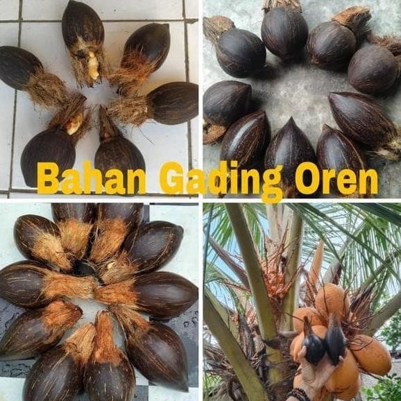 Bibit bonsai kelapa gading orange